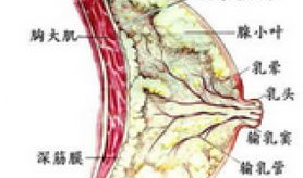 治疗乳腺增生的偏方,传统与现代相结合的疗愈之道”
